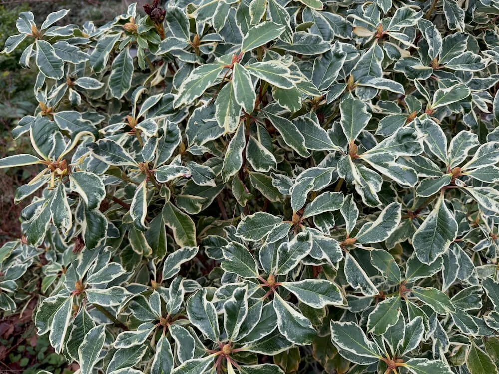 Rhododendron 'Unique' Variegated (Unique Variegated Rhododendron)   Northwest Blooms