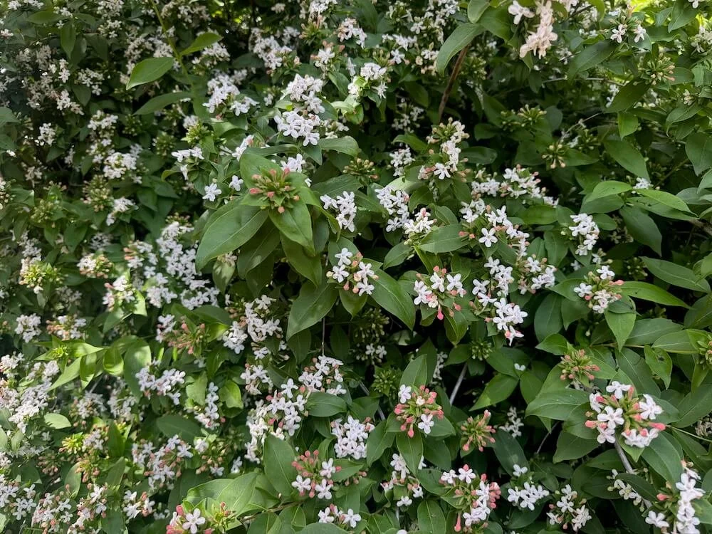 Abelia mosanensis 'Monia' 04.jpeg