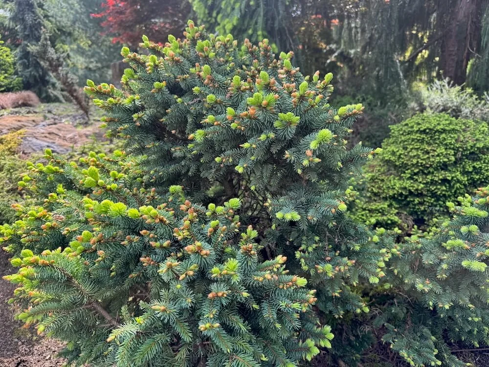 Tsuga canadensis 'Horsford Dwarf' 03.jpeg