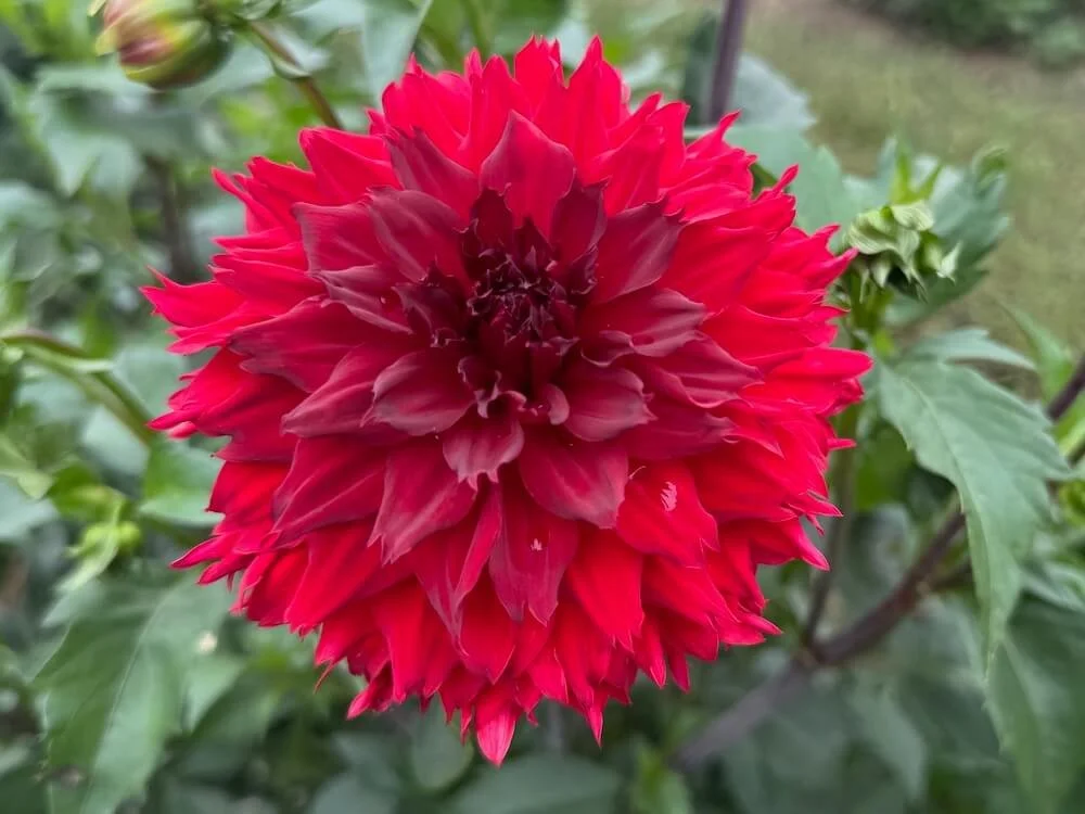 Dahlia 'Skywalker' | Skywalker Dahlia