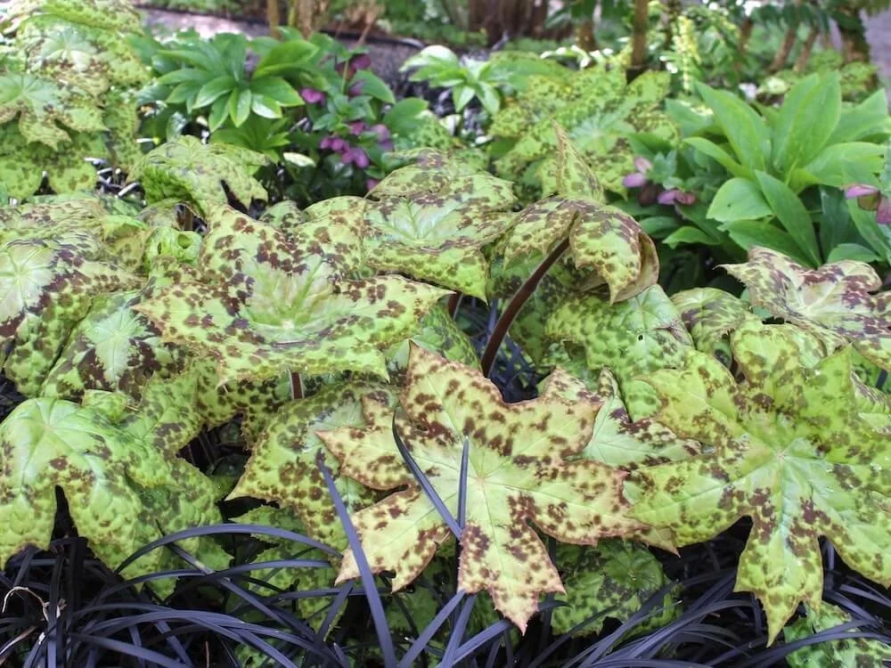 Podophyllum versipelle 'Spotty Dotty' 07.JPG