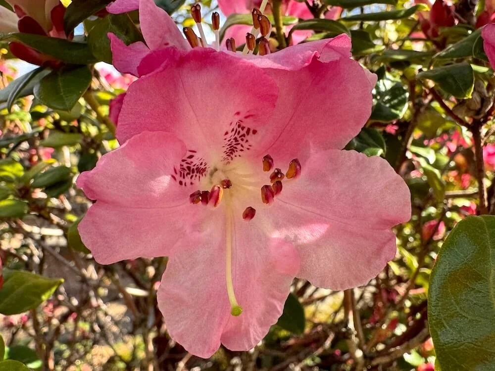 Rhododendron moupinense 01.jpeg
