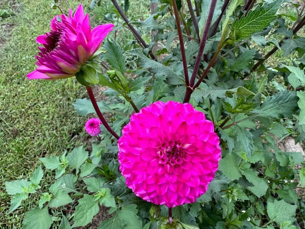 Dahlia 'Daniel Edwards' 03.jpeg