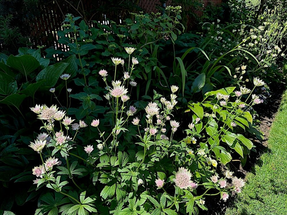 Astrantia major 04.jpeg