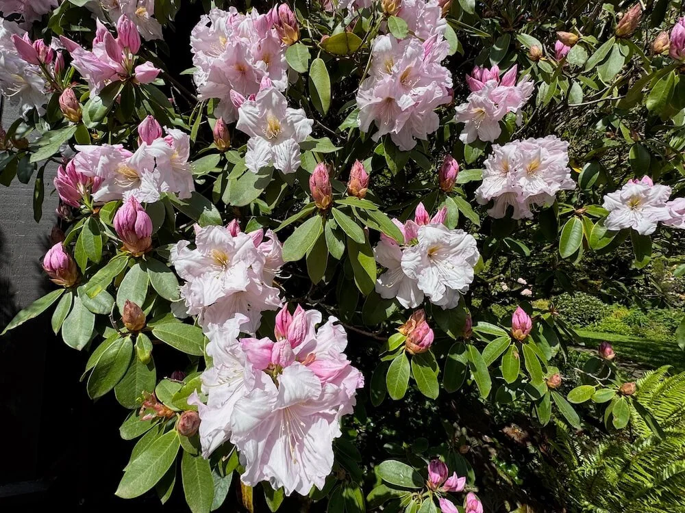 Rhododendron 'Loderi King George' 02.jpeg