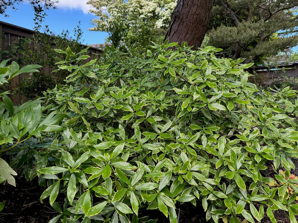 Daphne odora 'Aueromarginata' 11.jpeg