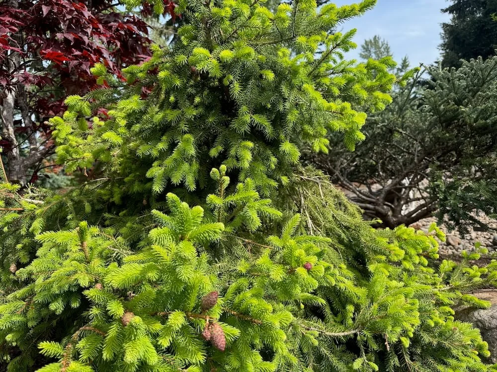 Picea abies 'Aty's Acrocona Pusch' 03.jpeg