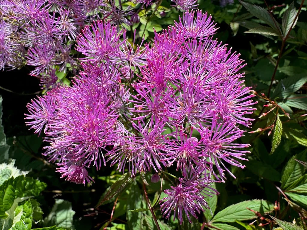 Thalictrum aquilegifolium 'Black Stockings' 02.jpeg