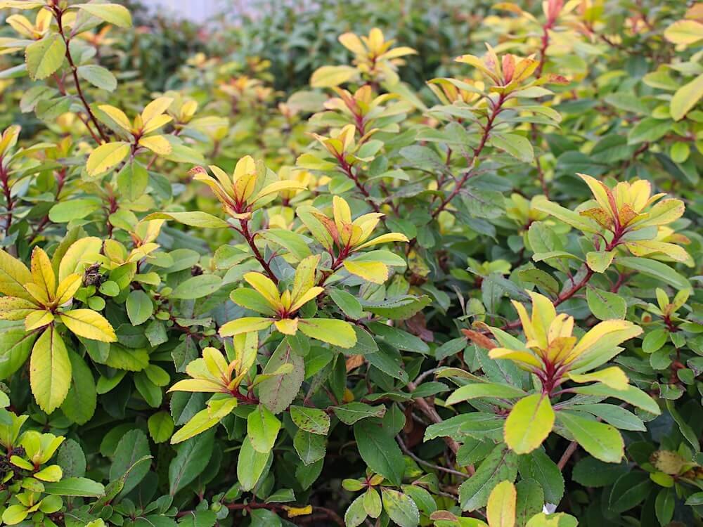 Escallonia laevis 'Gold Brian' 03.jpeg