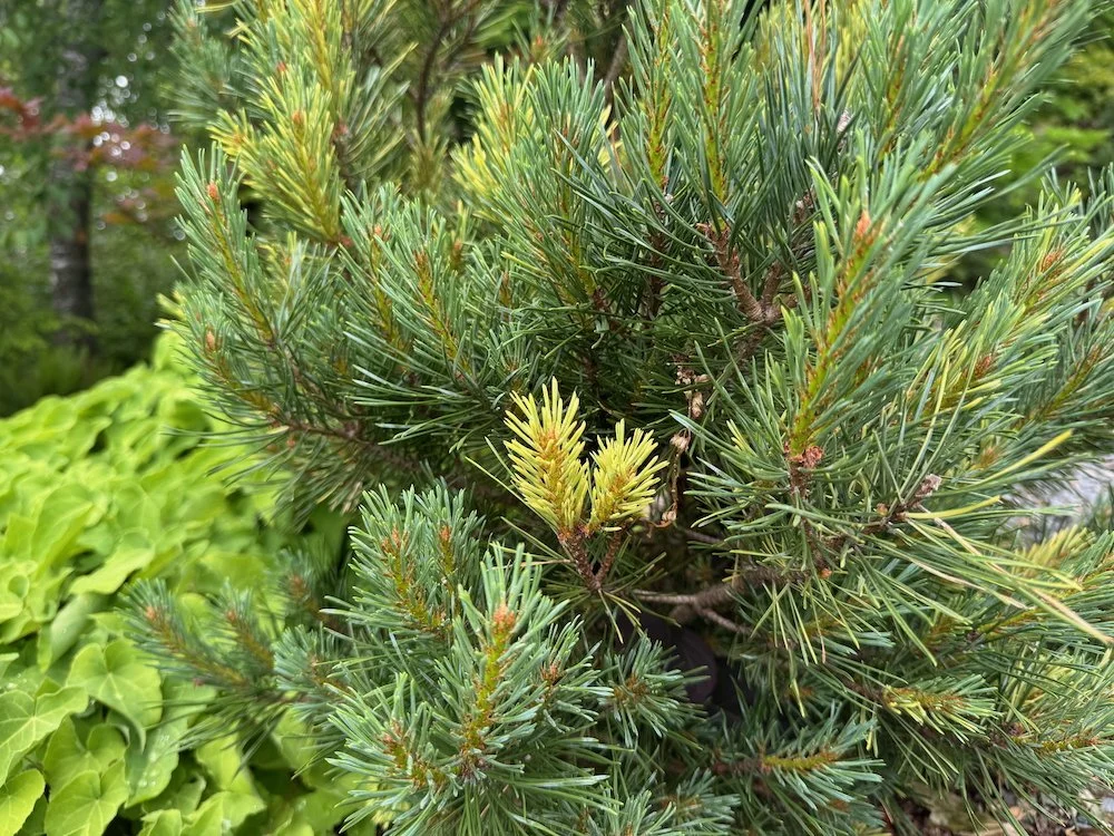 Pinus sylvestris 'Bleu Cheese' 02.jpeg