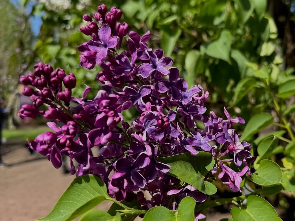Syringa vulgaris 'Arch McKean' 02.jpeg