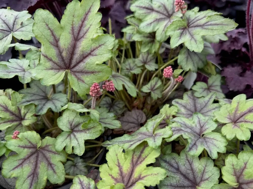 Heucherella 'Pink Fizz' 05.jpeg