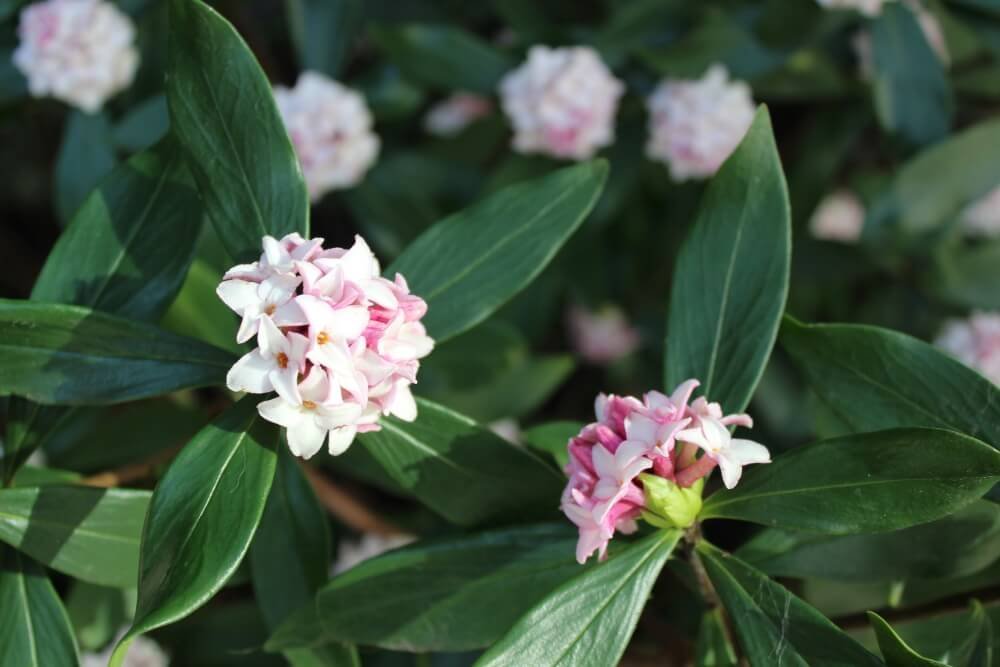 Daphne odora 03.jpg