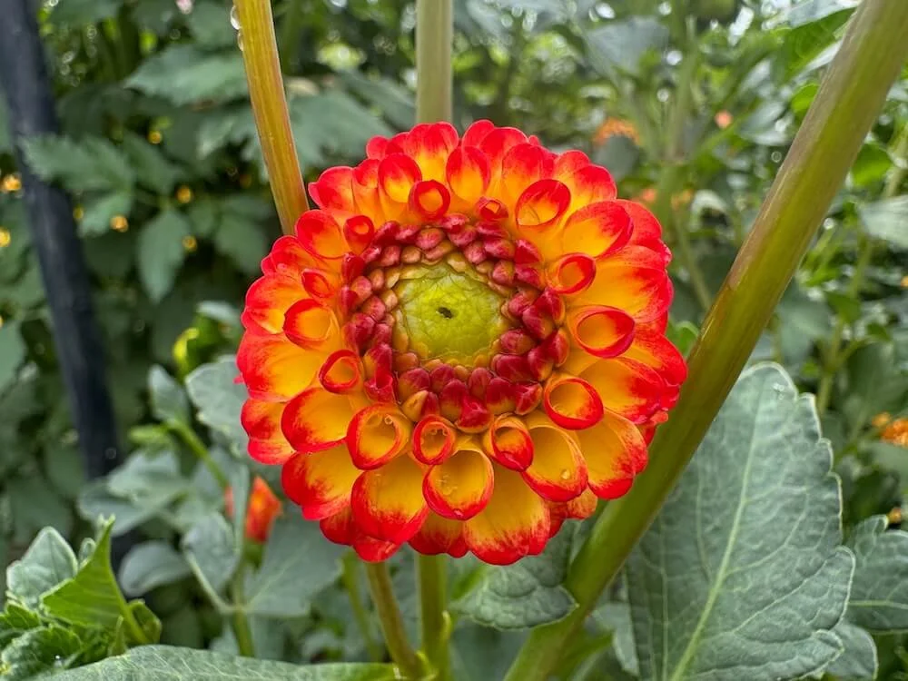 Dahlia 'Kasasagi' 02.jpeg
