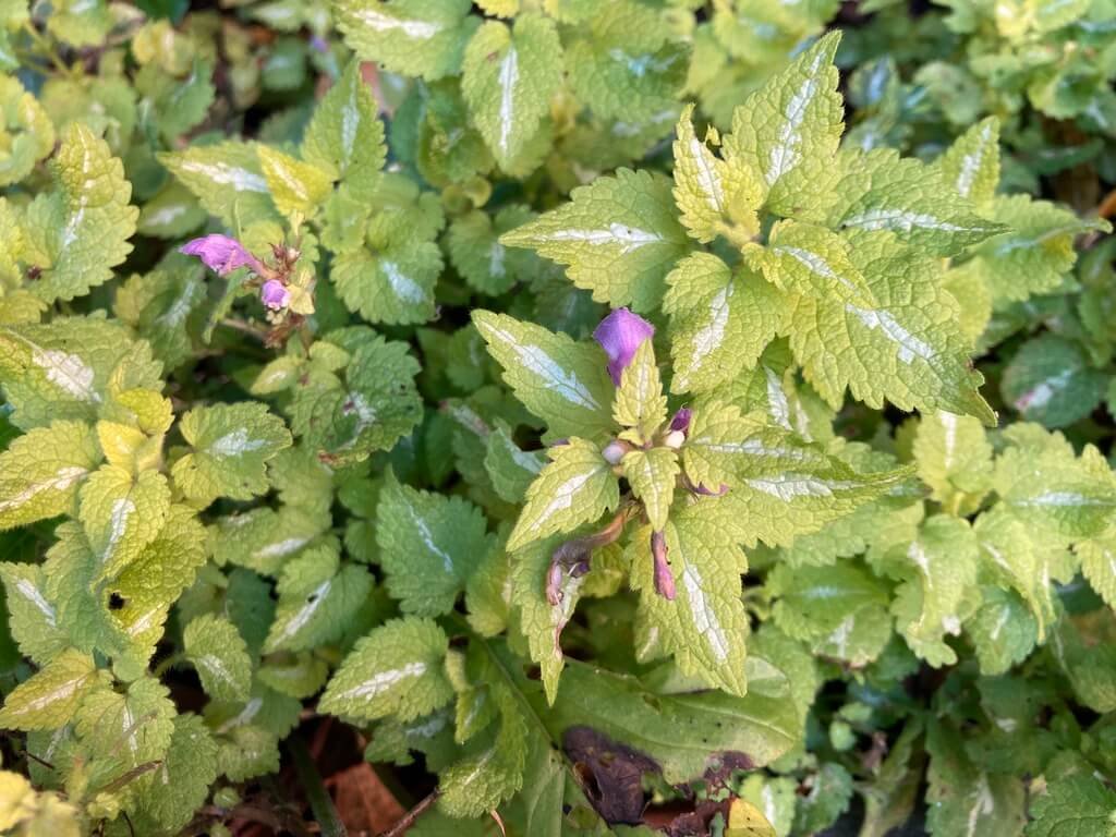 Lamium Anne Greenaway 04.jpeg