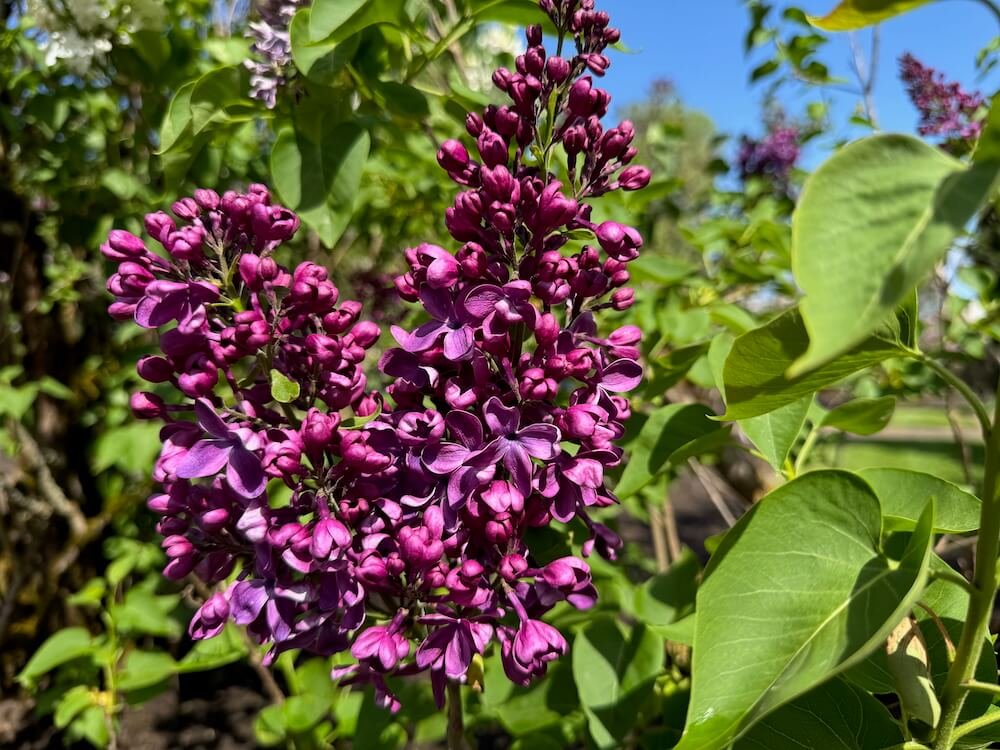 Syringa vulgaris 'Arch McKean' 01.jpeg