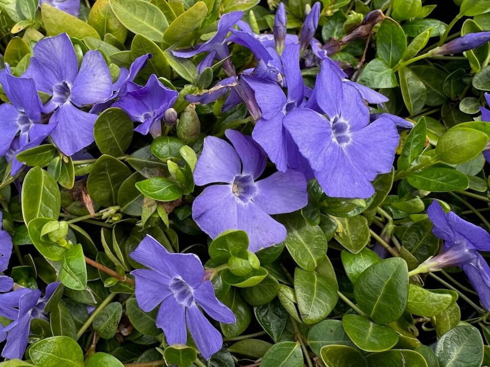 Vinca minor 'Bowles' 06.jpeg
