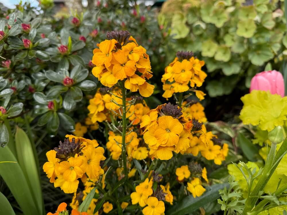 Erysimum linifolium 'Erysistible Yellow' 02.jpeg