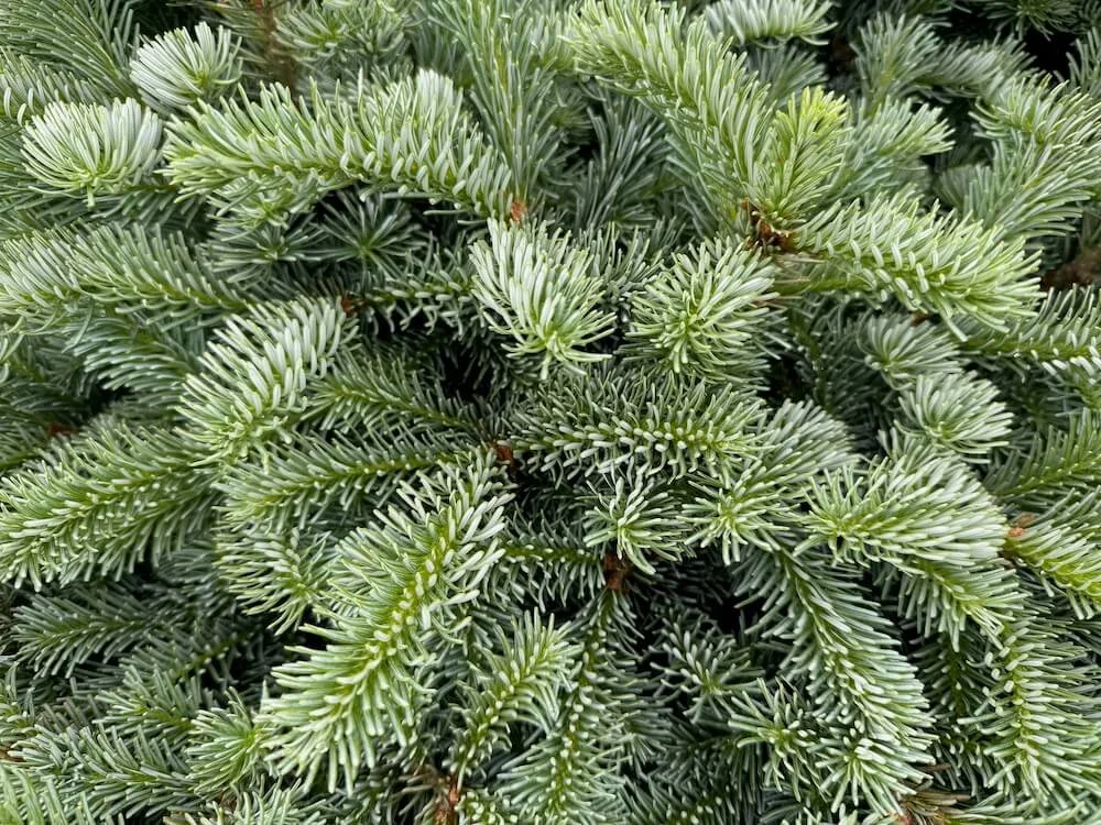 Abies × koreocarpa 'Tannja' 02.jpeg
