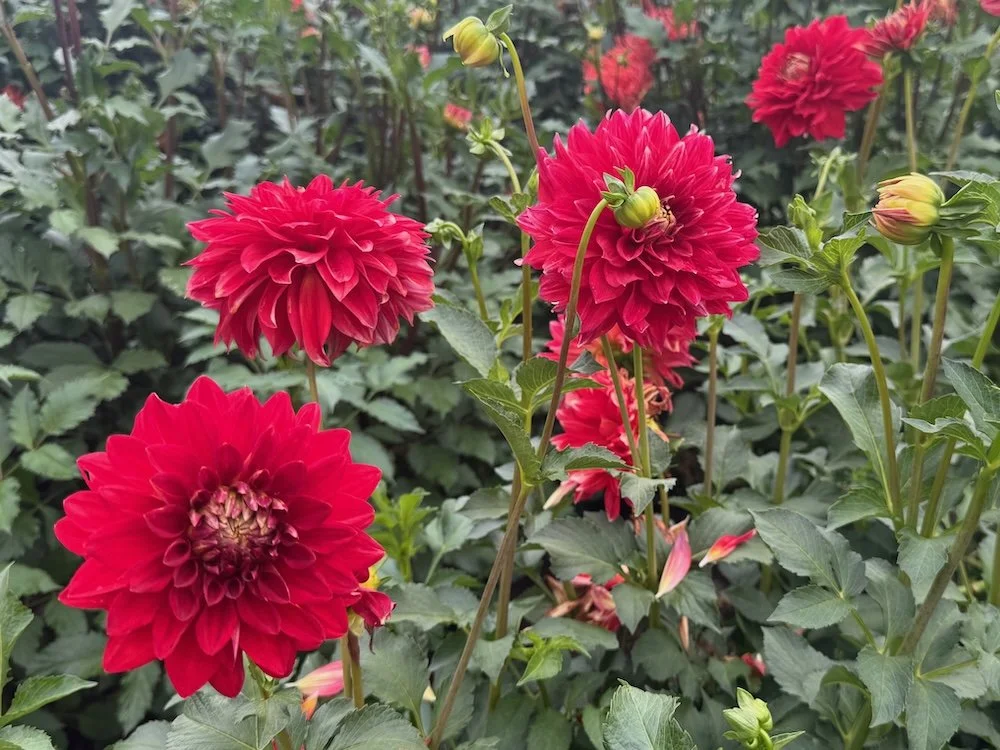 Dahlia 'Caliente' 03.jpeg