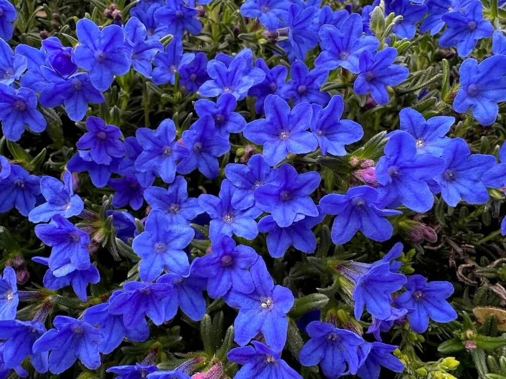 Lithodora diffusa 'Grace Ward' 10.jpeg