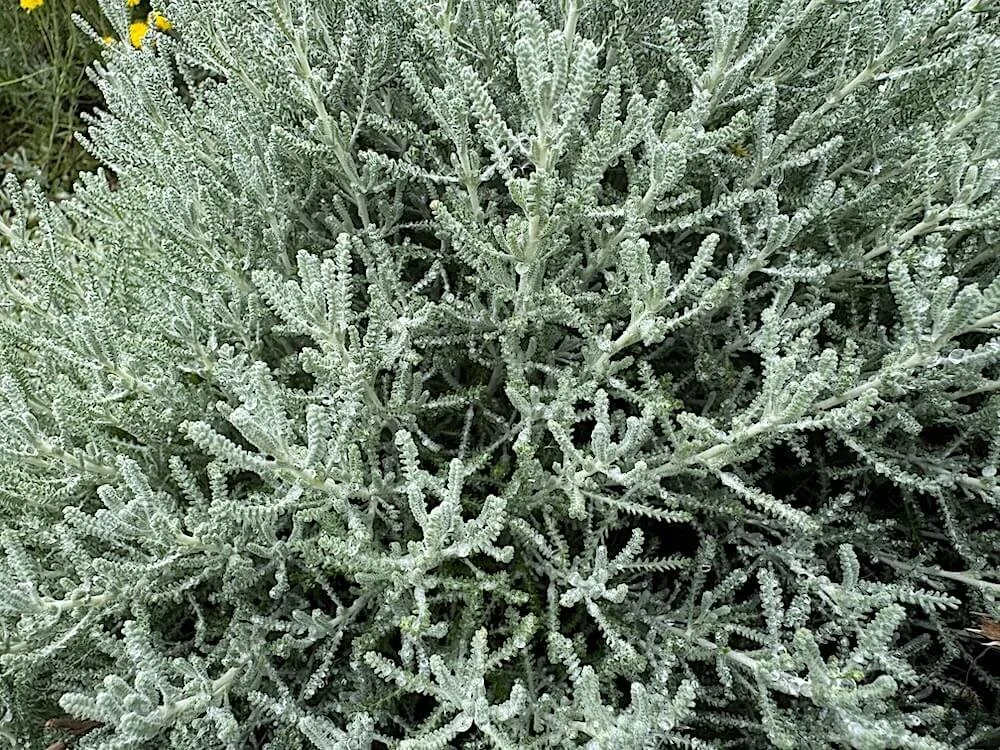 Santolina chamaecyparissus 'Pretty Carroll' (Pretty Carroll Lavender  Cotton)  Northwest Blooms