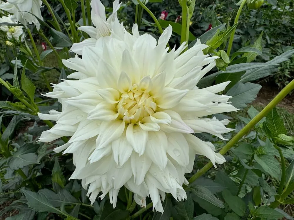 Dahlia 'Hudson's Ice' 04.jpeg