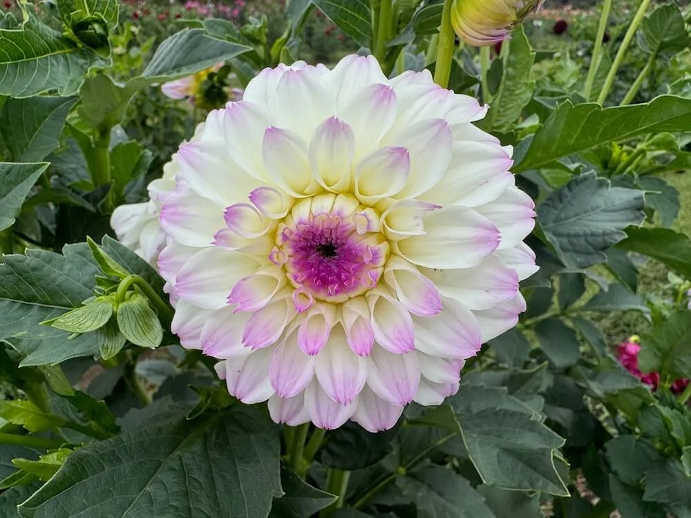 Dahlia 'Eveline' 02.jpeg