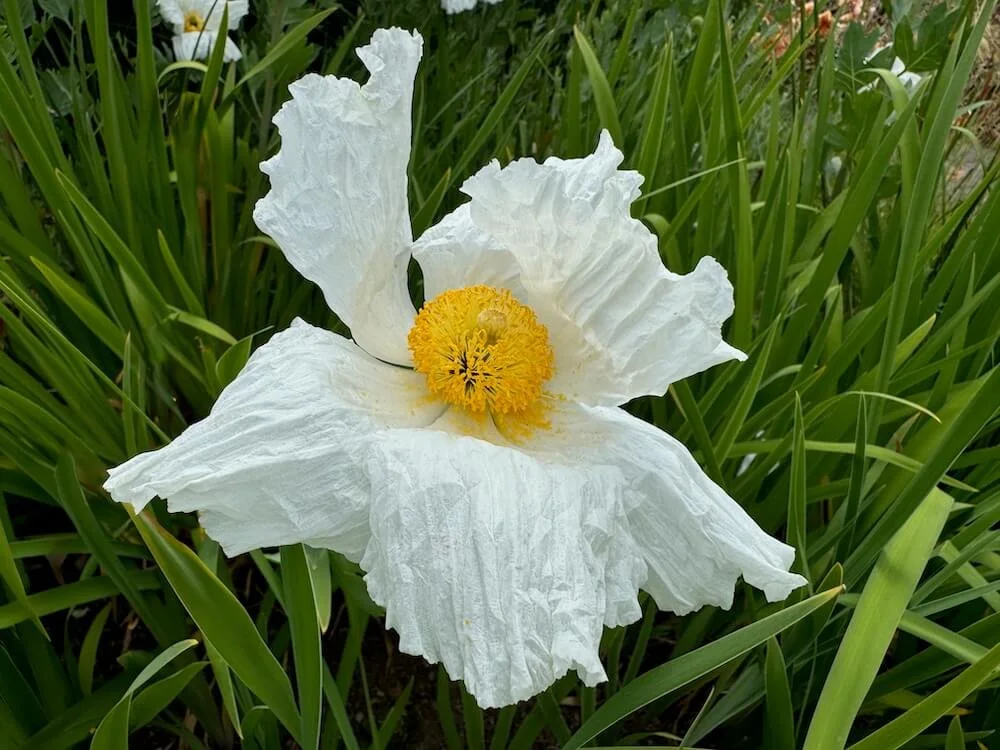 Romneya coulteri 01.jpeg