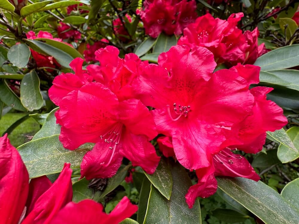 Rhododendron 'The Honourable Jean Marie de Montague' 01.jpeg