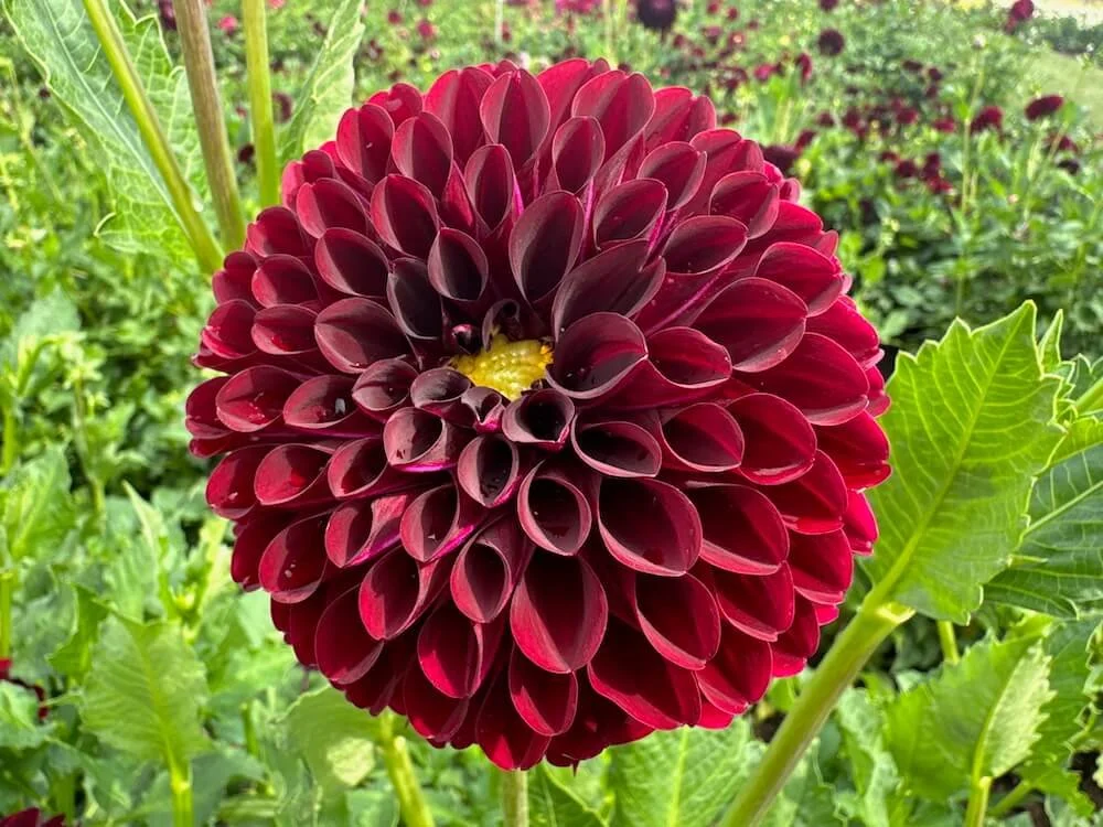 Dahlia 'Nighty Night' 01.jpeg