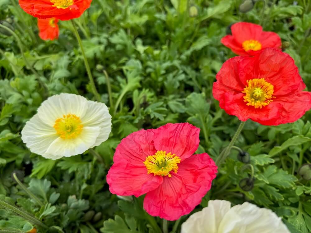 Papaver mudicaule 'Champagne Bubbles' | Champagne Bubbles Iceland Poppy
