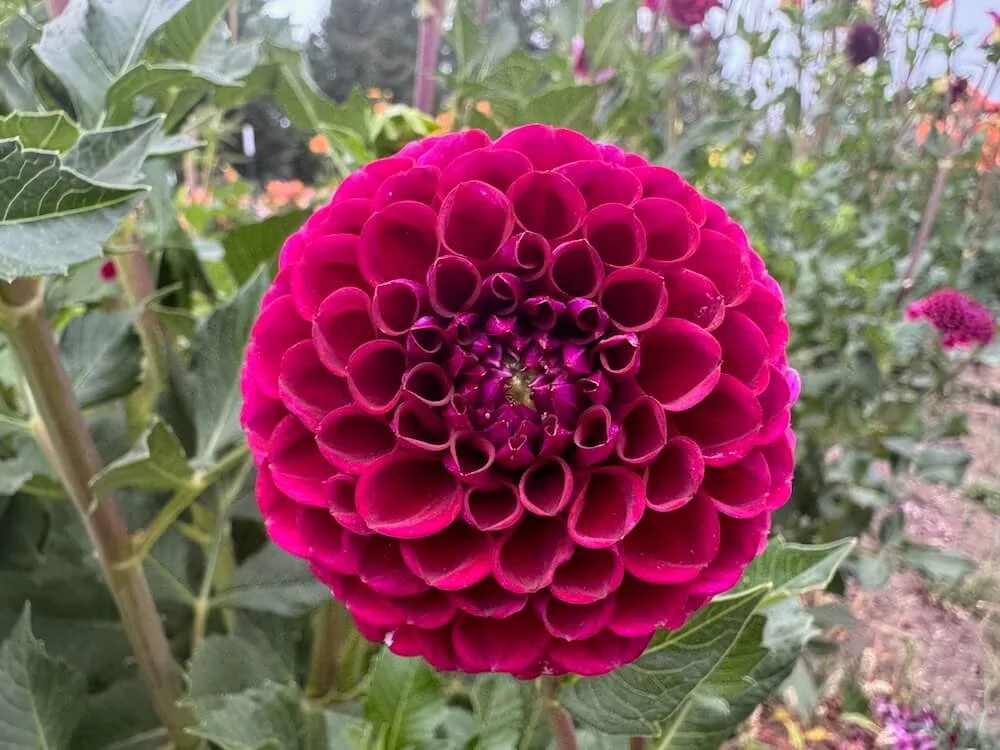 Dahlia 'Taboo' 01.jpeg
