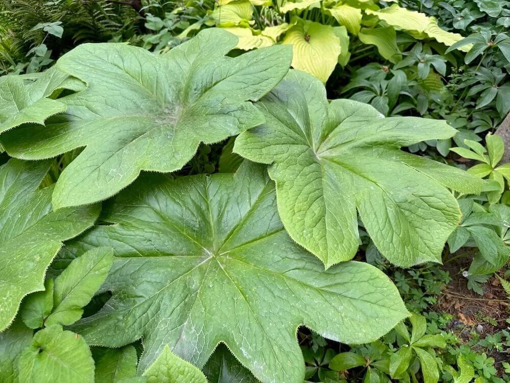 Podophyllum versipelle 02.jpeg