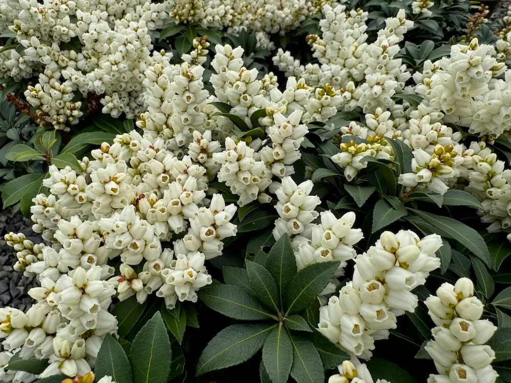 Pieris japonica 'Tiki' 03.jpeg