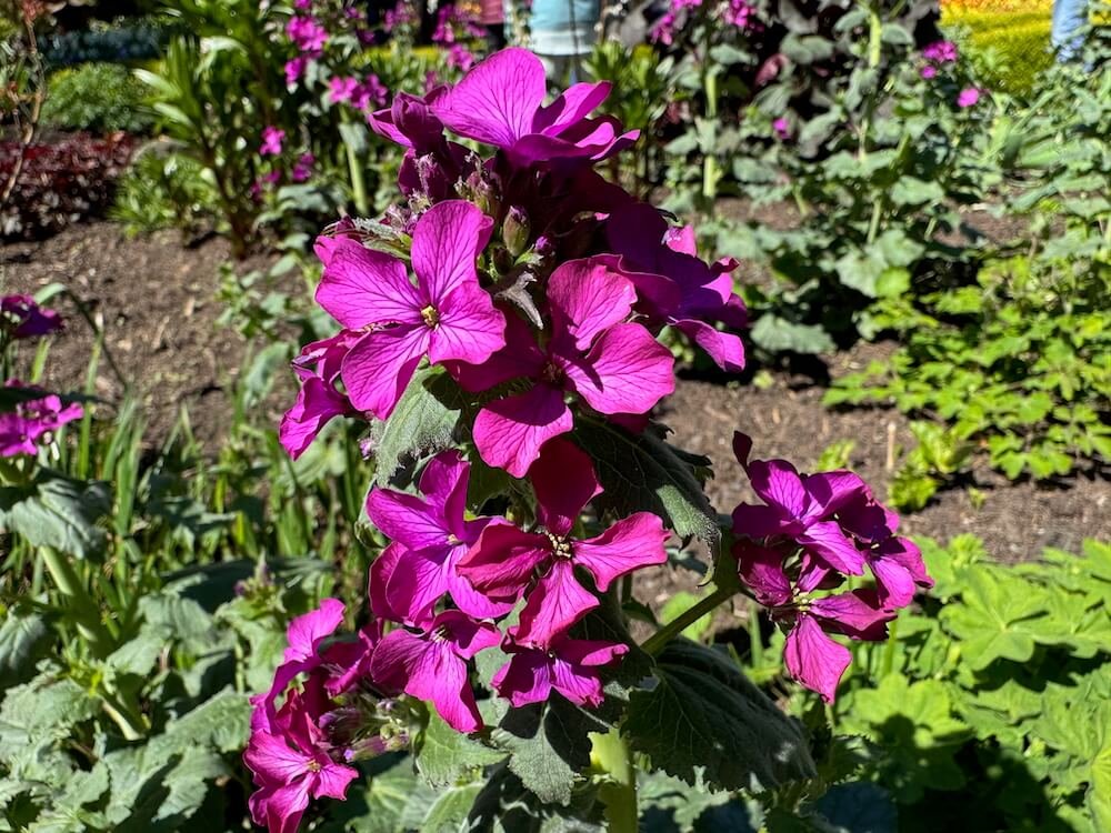Lunaria annua | Money Plant