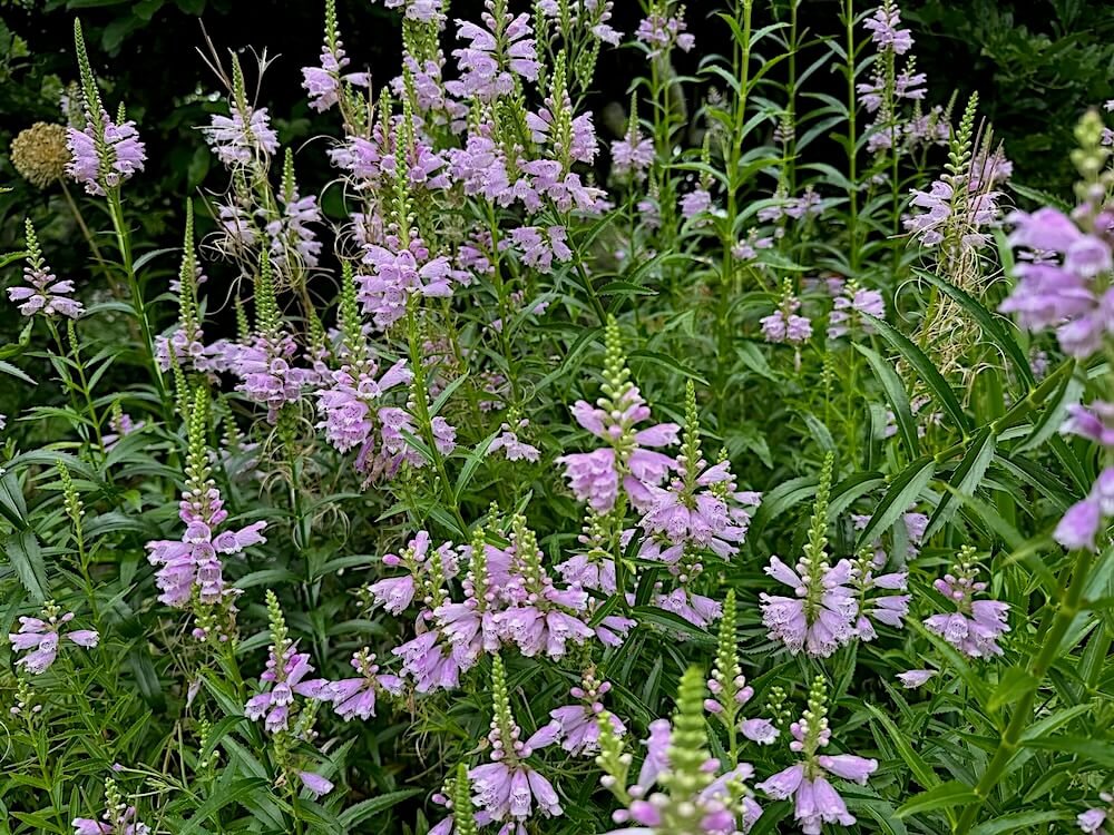 Physostegia virginiana 02.jpeg