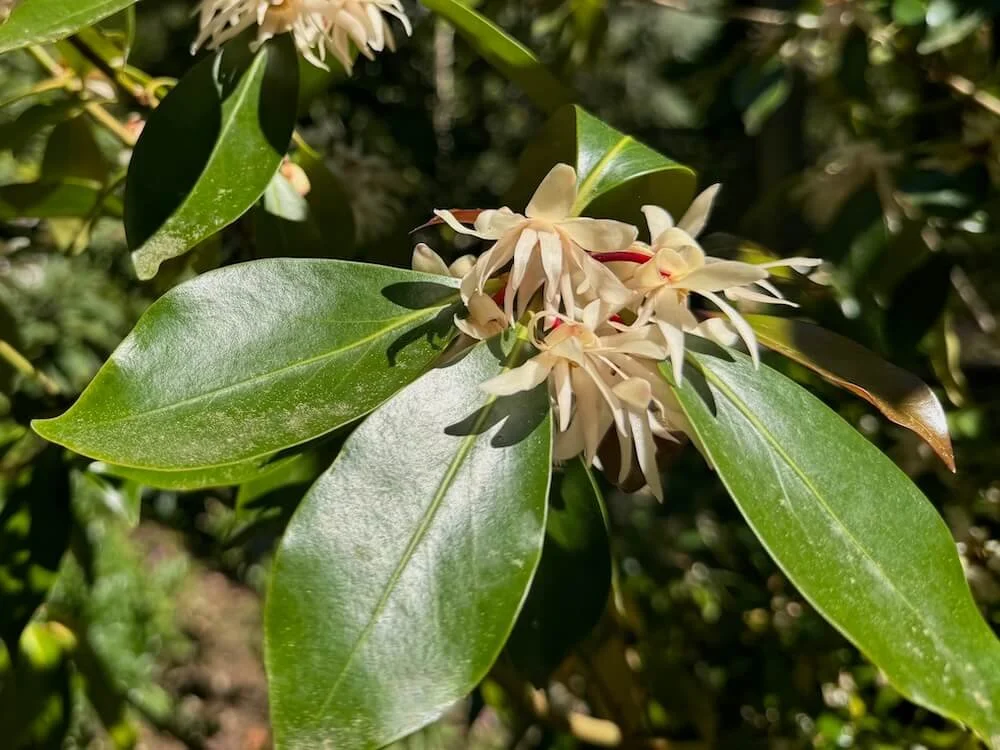 Illicium anisatum 01.jpeg