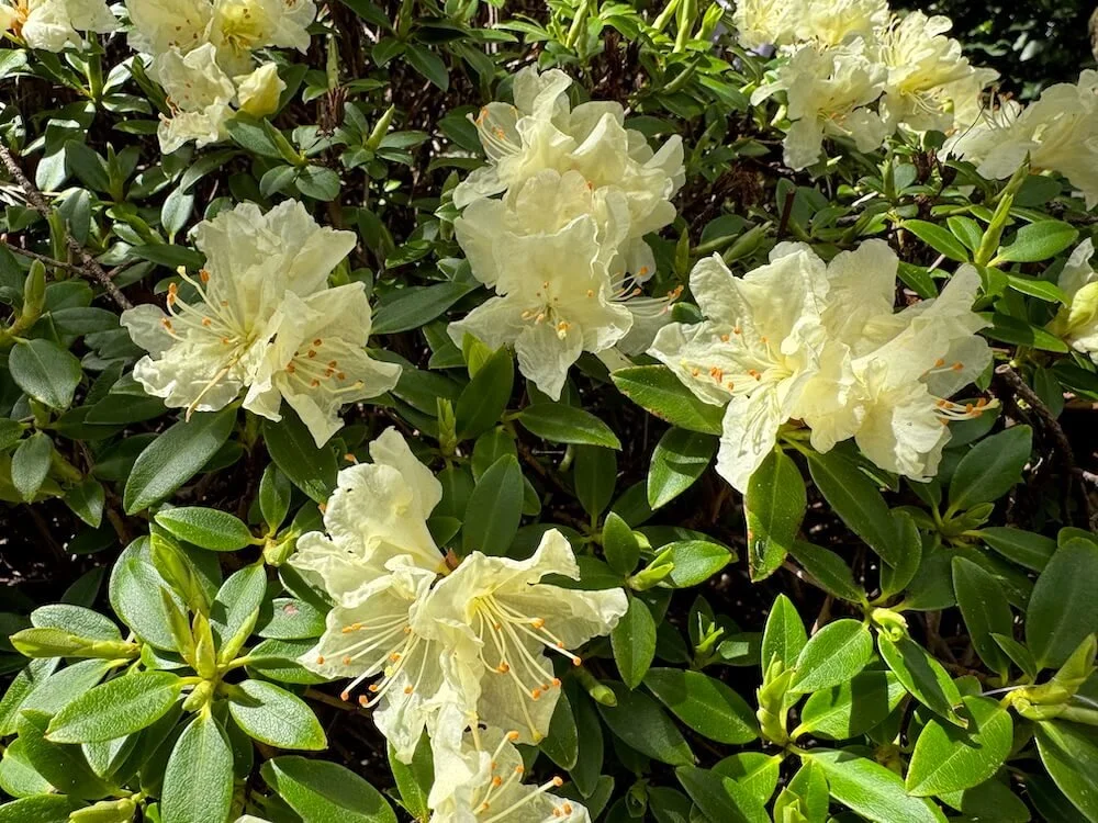 Rhododendron keiskei 'Yaku Fairy' 02.jpeg