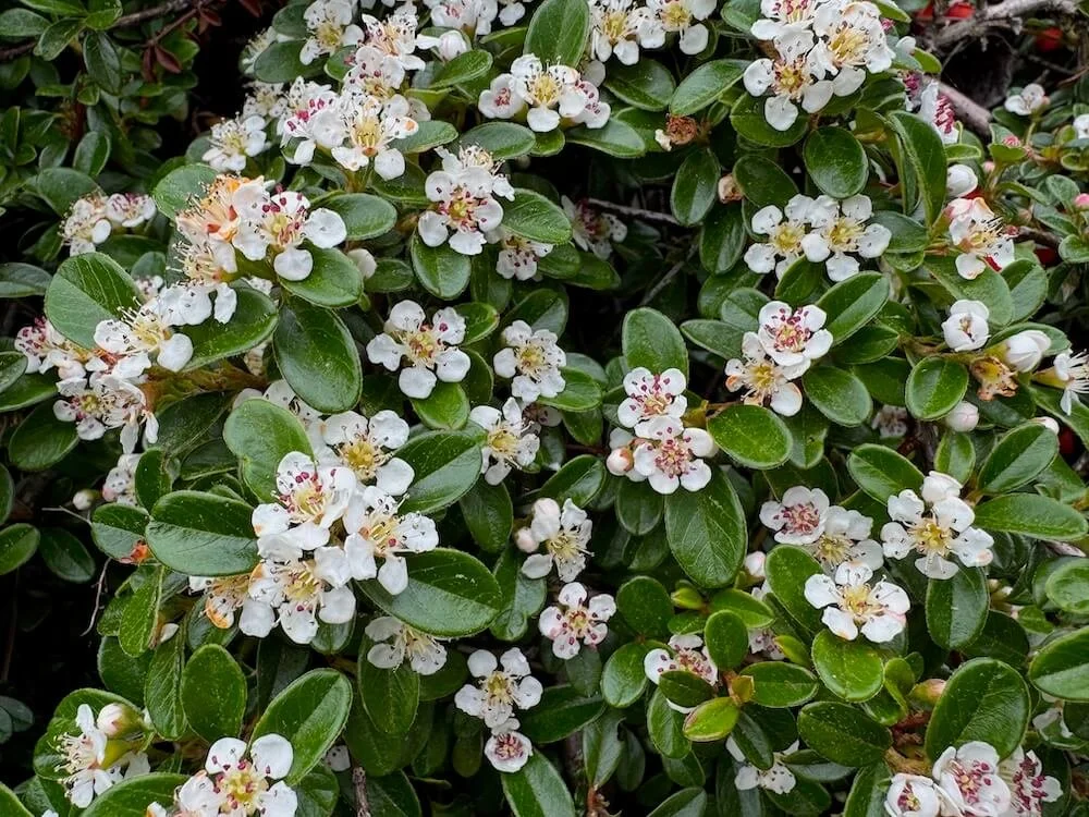 Cotoneaster dammeri | Bearberry Cotoneaster