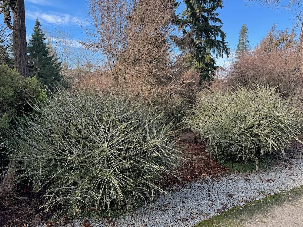 Melicytus crassifolius 03.jpeg