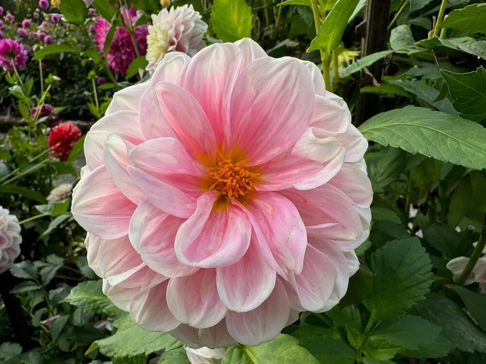 Dahlia 'Kelgai Ann' 01.jpeg
