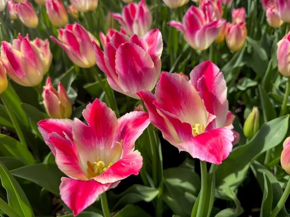 Tulipa 'Whispering Dream' 04.jpeg