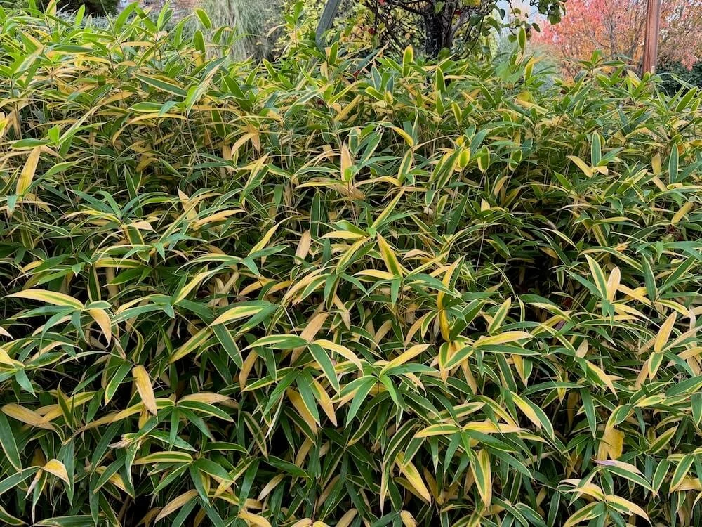 Sasa veitchii 03.jpeg