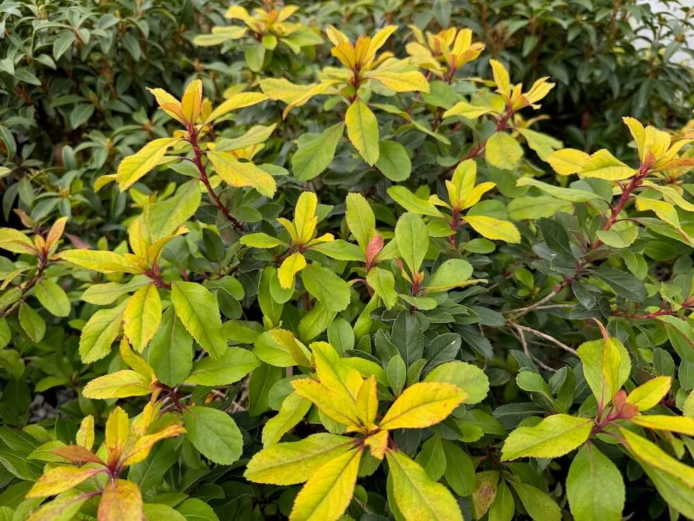 Escallonia laevis 'Gold Brian' 02.jpeg