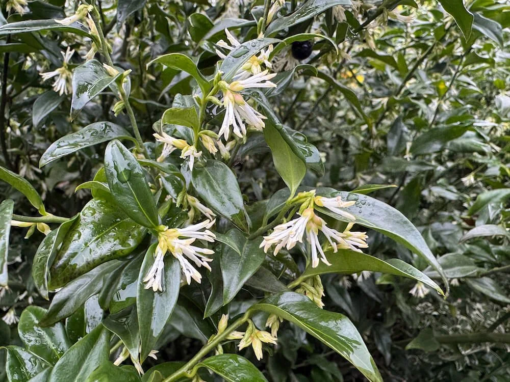 Sarcococca confusa 04.jpeg