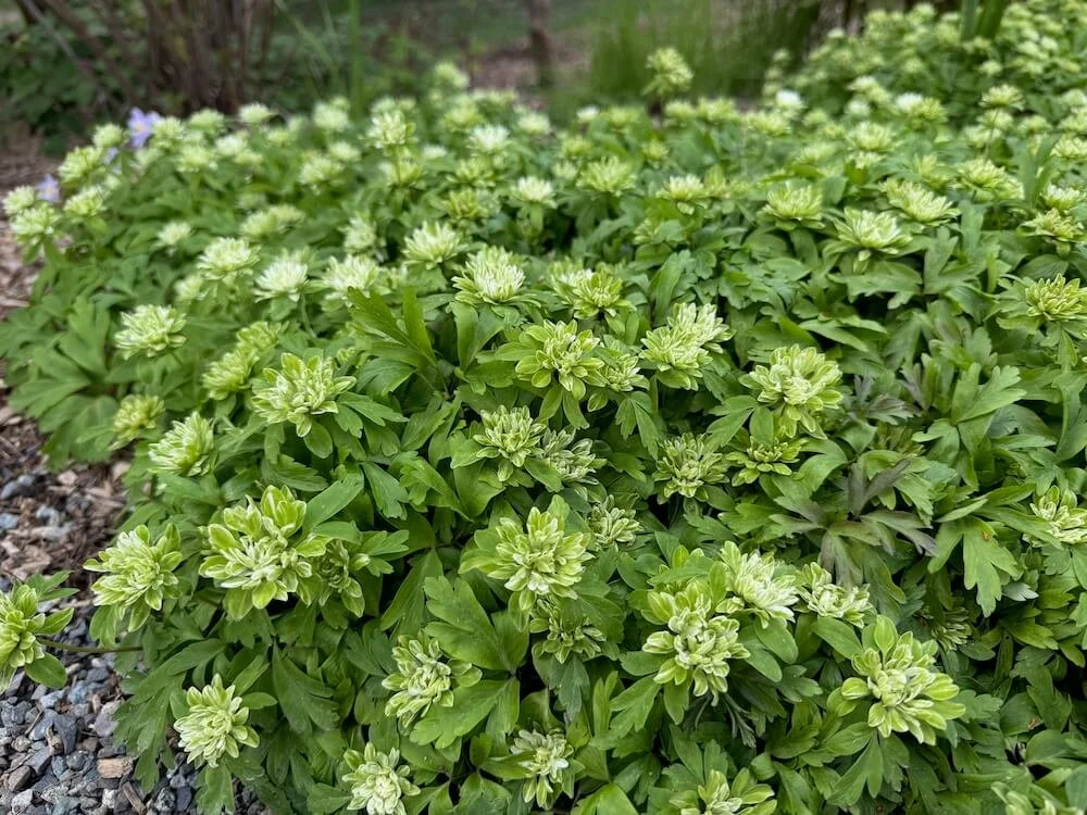 Anemone nemorosa 'Green Dragon' 03.jpeg