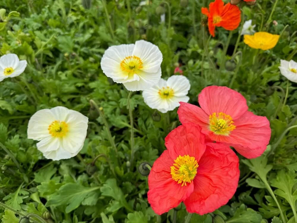Papaver mudicaule 'Champagne Bubbles' 03.jpeg