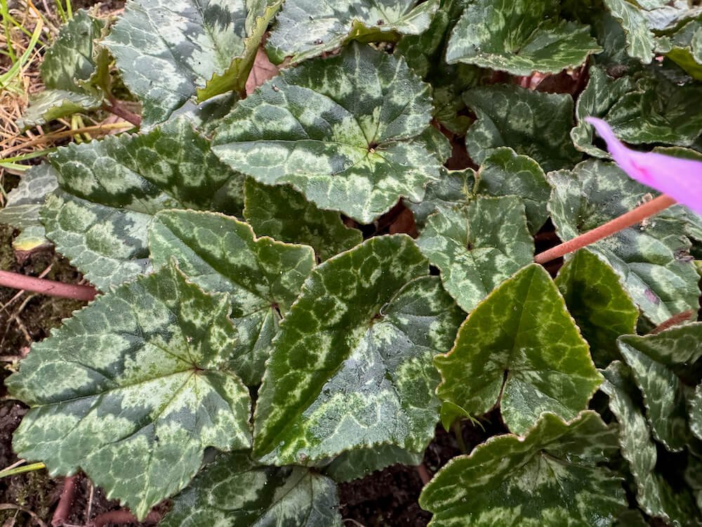 Cyclamen hederifolium 03.jpeg