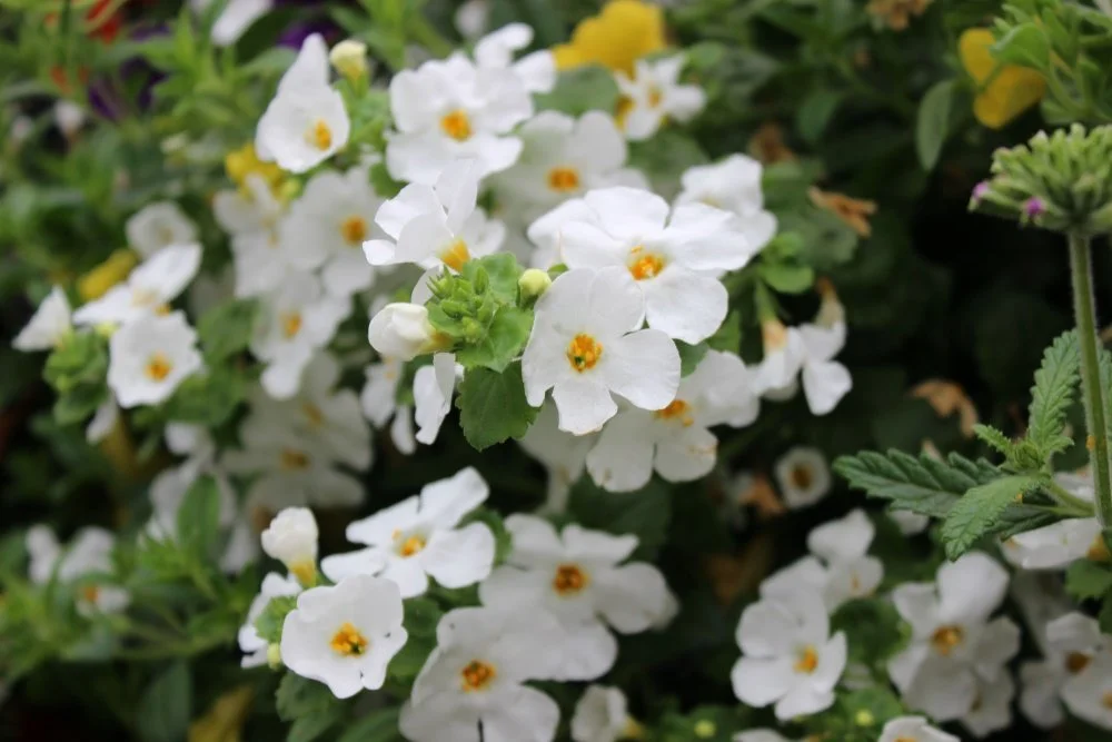 Bacopa 01.jpg